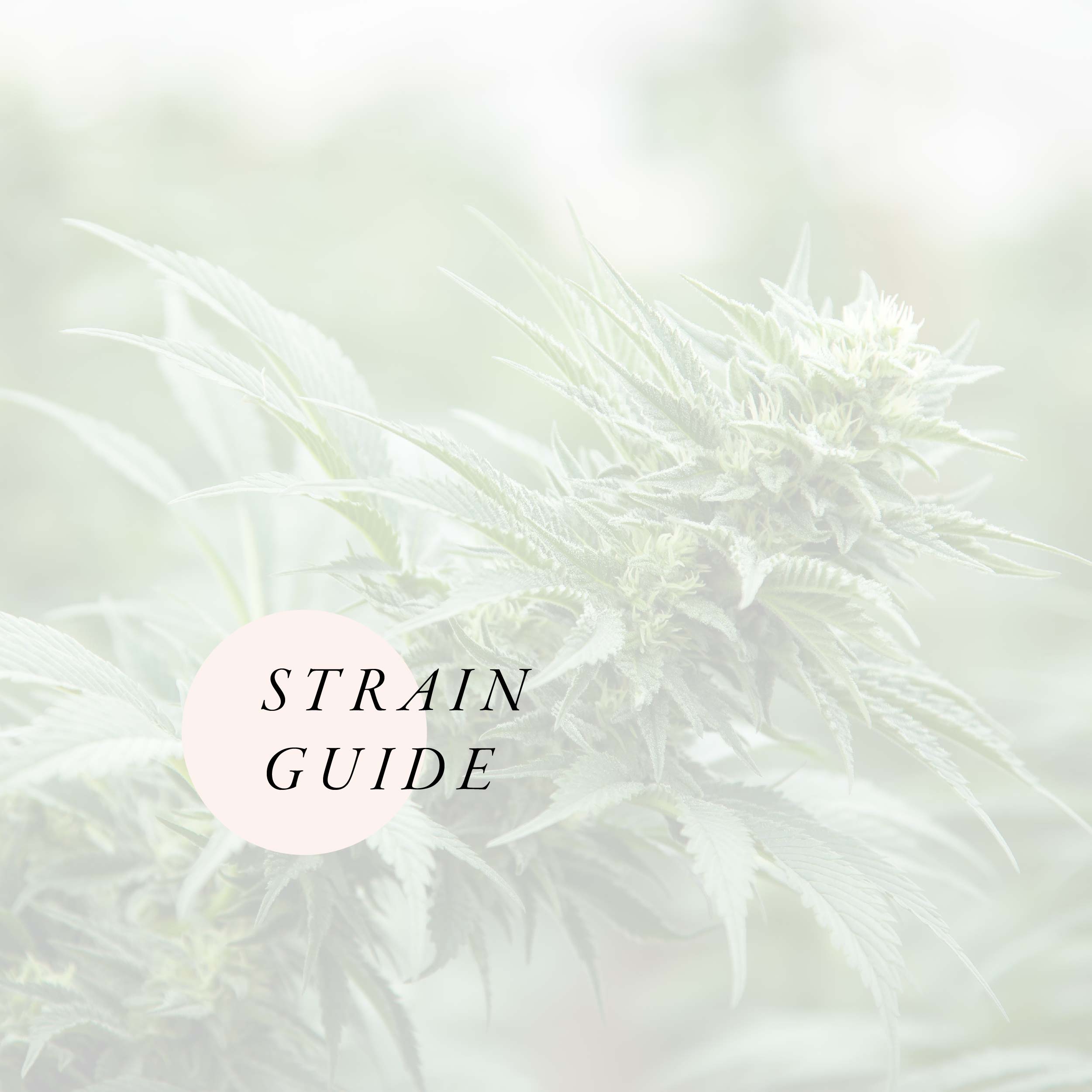 LINK GRAPHIC TO STRAIN GUIDE